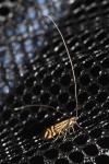 Nemophora ochsenheimerella