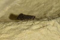 Nematopogon