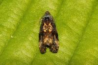 Endothenia ustulana
