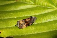 Endothenia ustulana