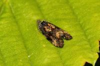 Endothenia ustulana