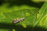 Glyphipterix simpliciella