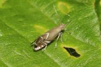 Glyphipterix simpliciella