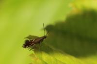 Glyphipterix simpliciella