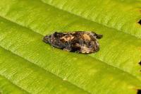 Endothenia ustulana