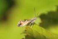 Glyphipterix simpliciella