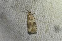 Celypha lacunana