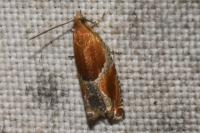 Ancylis obtusana