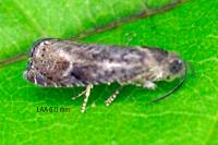 Grapholita molesta