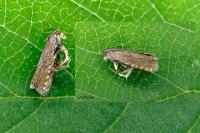 Dichrorampha aeratana