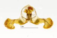 Dichrorampha aeratana