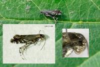 Glyphipterix simpliciella