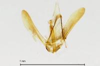 Glyphipterix simpliciella