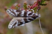 Prolita sexpunctella