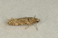 Teleiopsis diffinis