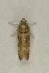 Teleiopsis diffinis
