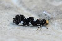 Triaxomera fulvimitrella