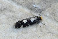 Triaxomera fulvimitrella