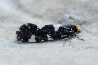 Triaxomera fulvimitrella