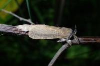 Phragmataecia castaneae