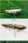Phyllonorycter kuhlweiniella