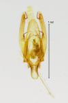 Phyllonorycter kuhlweiniella
