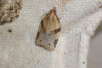 Clepsis spectrana