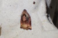 Archips podana