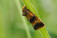 Commophila aeneana