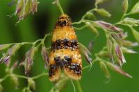 Commophila aeneana