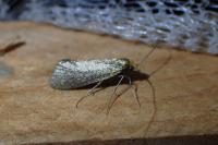 Taleporia tubulosa