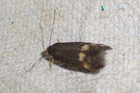 Borkhausenia minutella