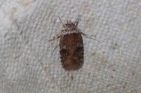 Agonopterix purpurea