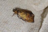 Ptycholoma lecheana