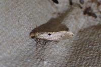 Tinea trinotella
