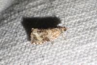 Celypha lacunana