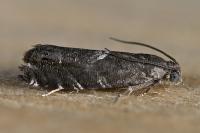Cydia coniferana