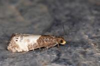 Notocelia cynosbatella