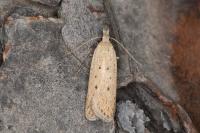 Nothris verbascella
