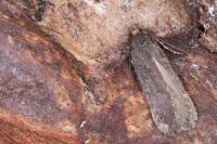 Filatima spurcella
