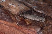 Filatima spurcella