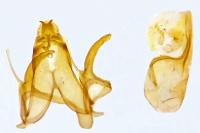 Filatima spurcella