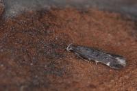Aproaerema sangiella