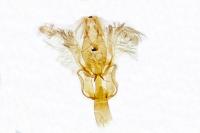 Aproaerema sangiella