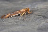 Metzneria aprilella