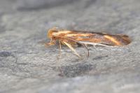 Metzneria aprilella