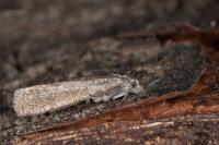 Eucosma cumulana
