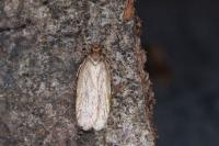 Depressaria olerella