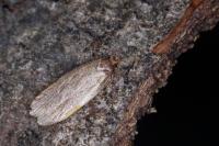 Depressaria olerella