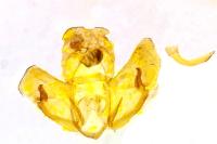 Depressaria olerella